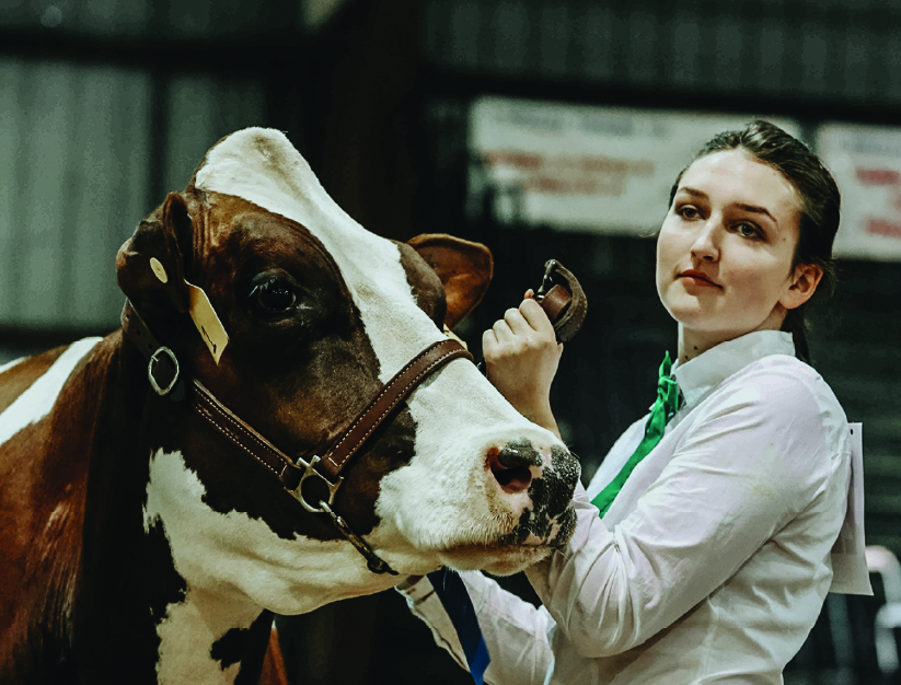 Agriculture competitor with a cow