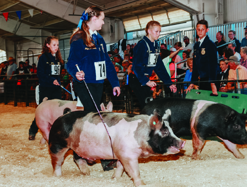 Swine Show Competitors