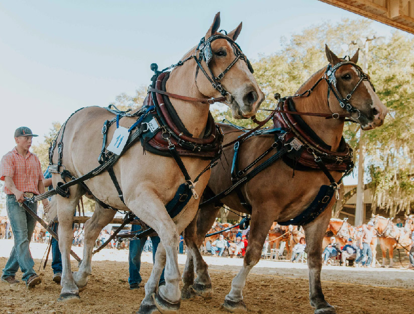 Draft Horse Pull Florida State Fair