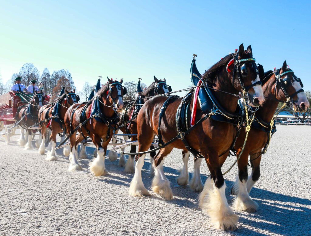 Budweiser Clydesdales Florida State Fair