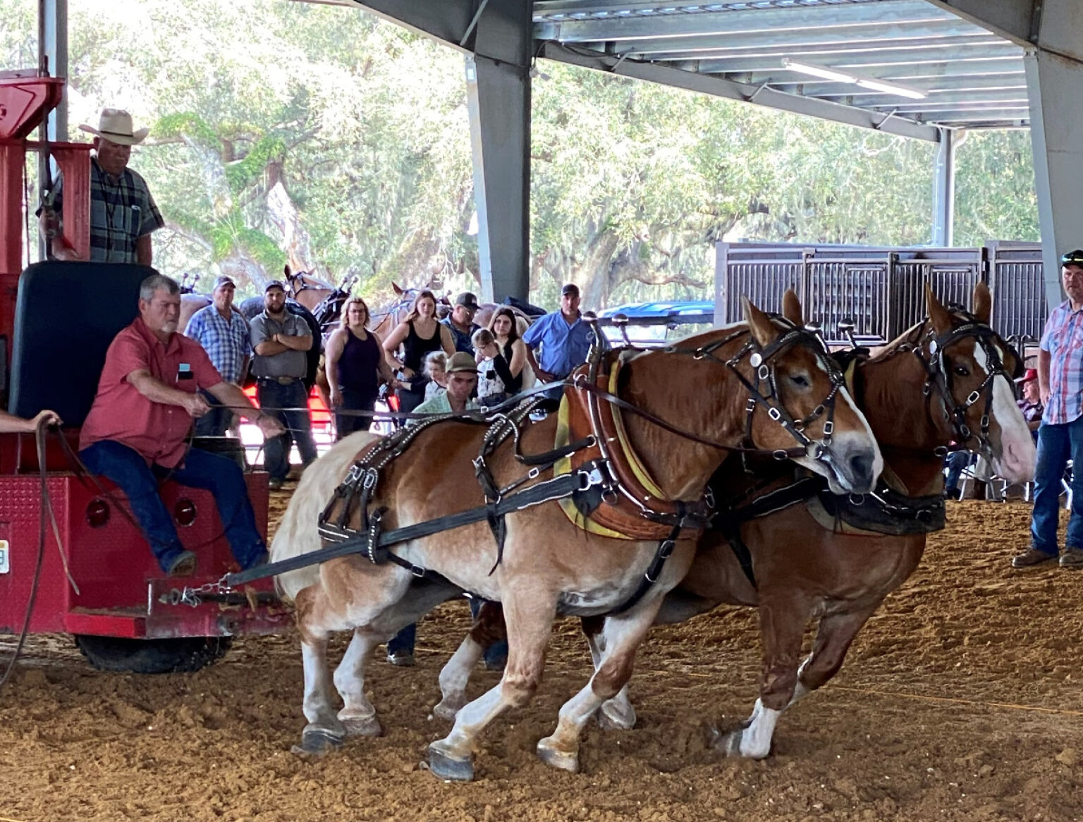 Draft Horse Pull Florida State Fair