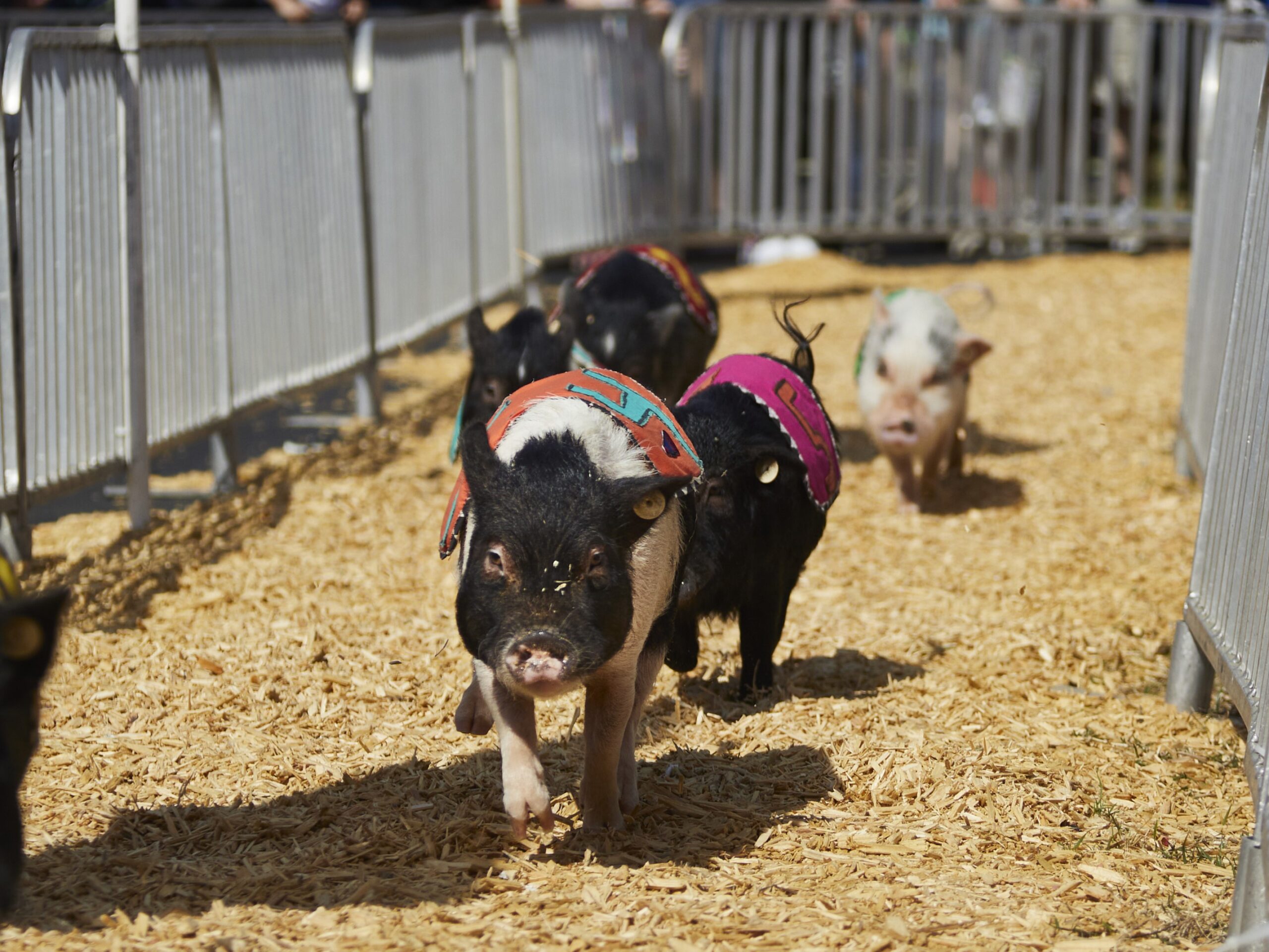 Racing Pigs