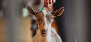 Dairy Goat Show