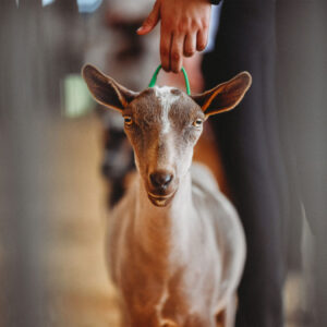 Dairy Goat Show