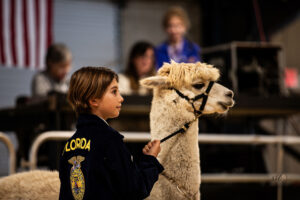 Llama Show