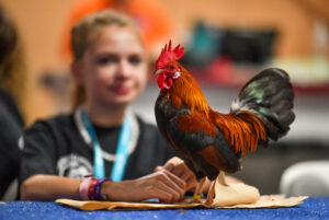 Poultry Show