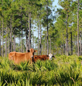 What Is a Florida “Cracker”?