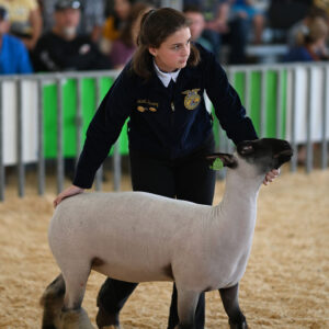 Youth Sheep Show