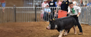 Youth Swine Show